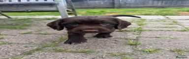 Sprocker 1