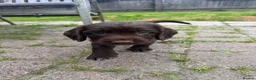 Sprocker dogs for sale: Gorgous sprocker puppies  - Advert 3