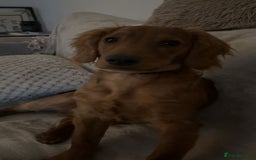 Cockapoo dogs for sale: 10 month old cockapoo boy  - Image 1
