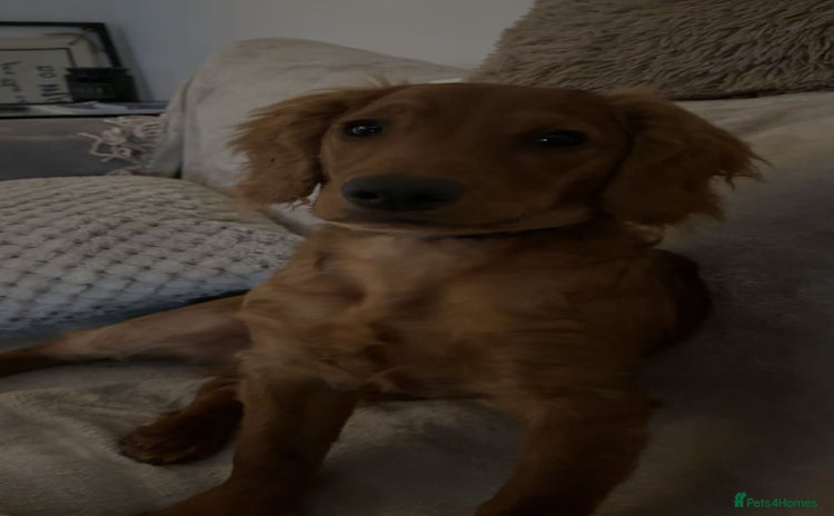 Cockapoo dogs - Advert 11