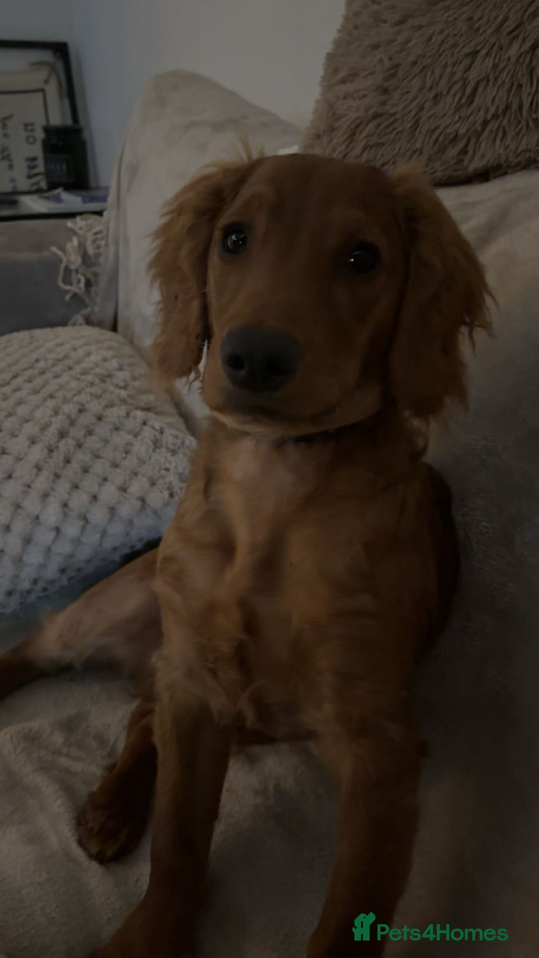 Cockapoo dogs for sale: 10 month old cockapoo boy  - Image 1