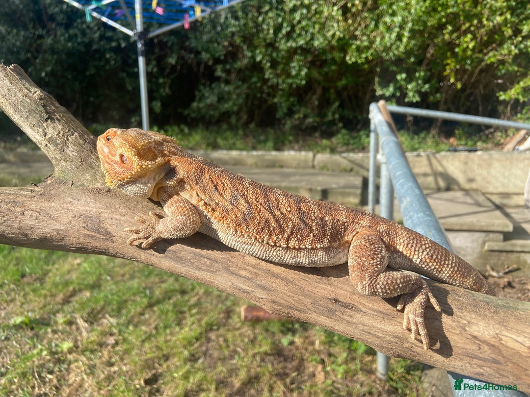 Bearded Dragon reptiles for sale: Male Bearded Dragons For Stud !! - Image 1