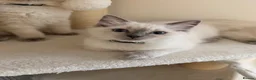 Ragdoll cats for sale: Gorgeous Blue Point Ragdoll Kittens Available  - Advert 2
