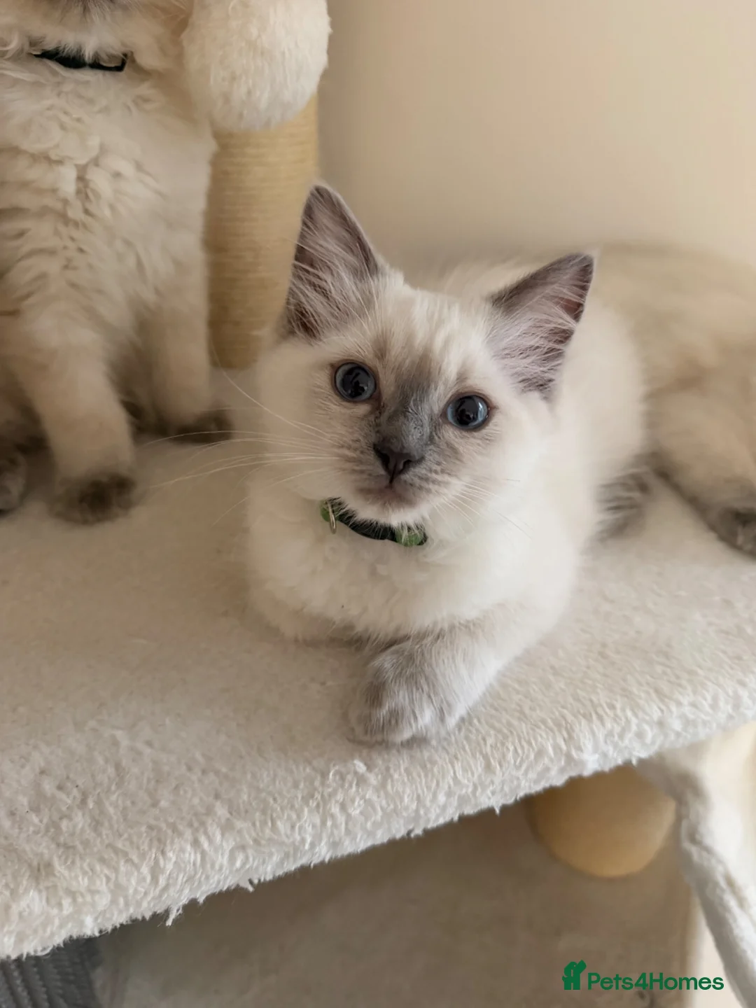 Ragdoll cats for sale: Gorgeous Blue Point Ragdoll Kittens Available  - Advert 2