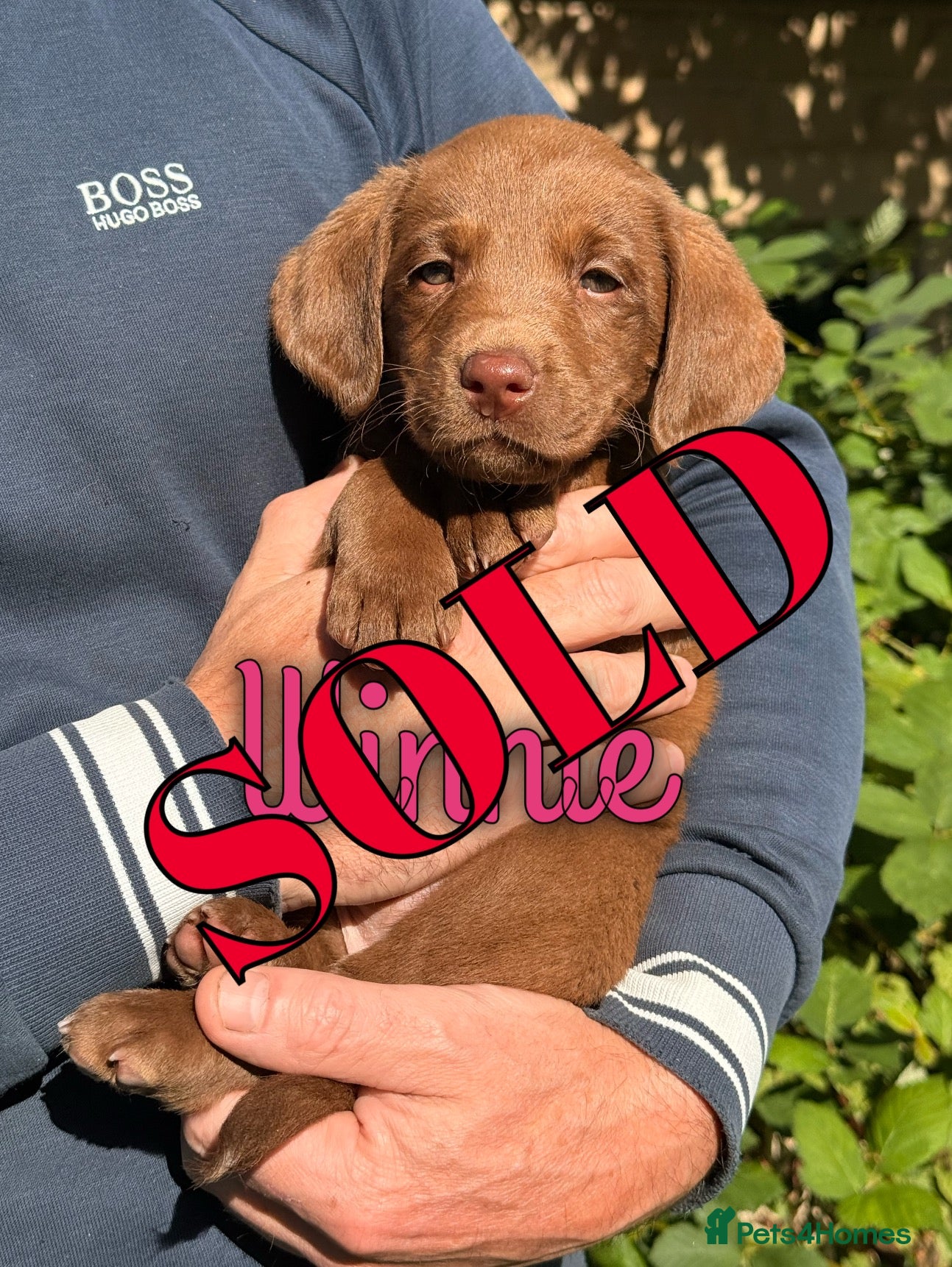 Labrador Retriever dogs Beautiful Working Labrador Puppies ready now! - Advert 2