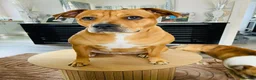 Mixed Breed dogs for sale: 6 beautiful puppies ready 14th August  in Cwmbran - Advert 1