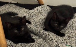 Mixed Breed cats for sale: 3 Black Boys, 1 Grey Girl and 1 Grey Boy Kittens - Image 7