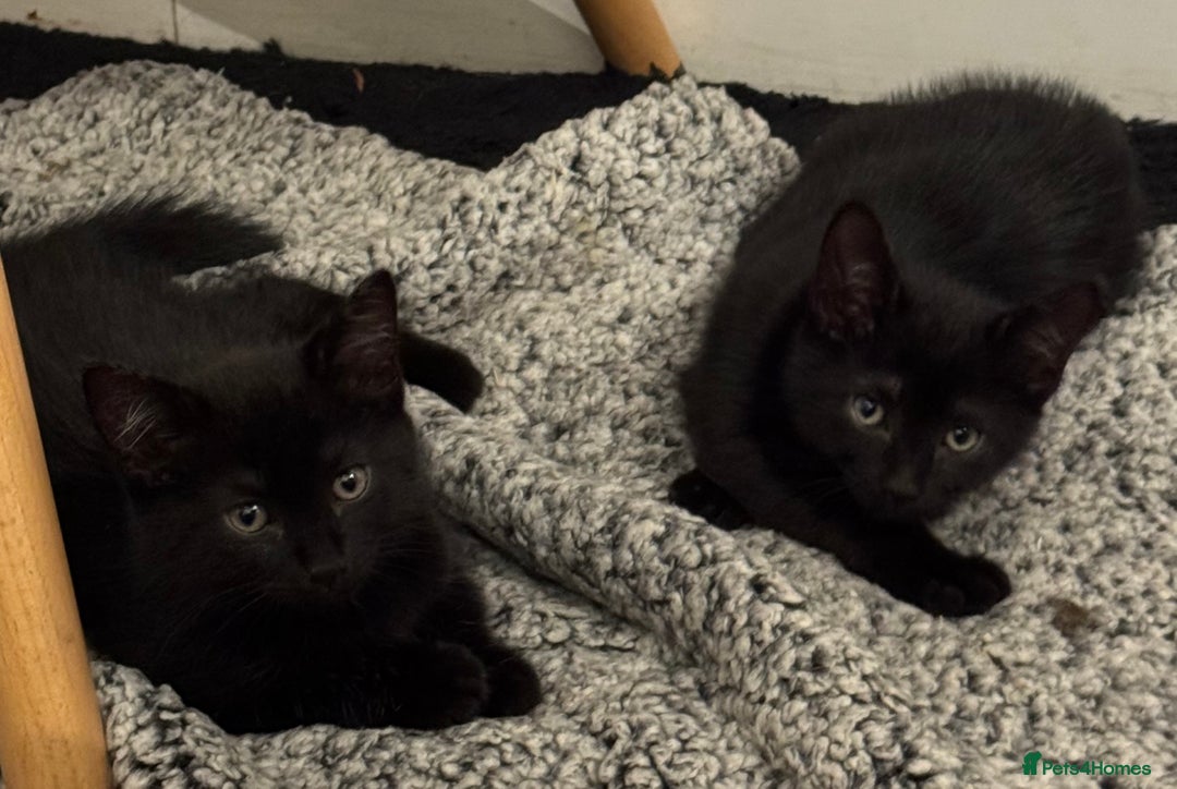 Mixed Breed cats for sale: 3 Black Boys, 1 Grey Girl and 1 Grey Boy Kittens - Image 7