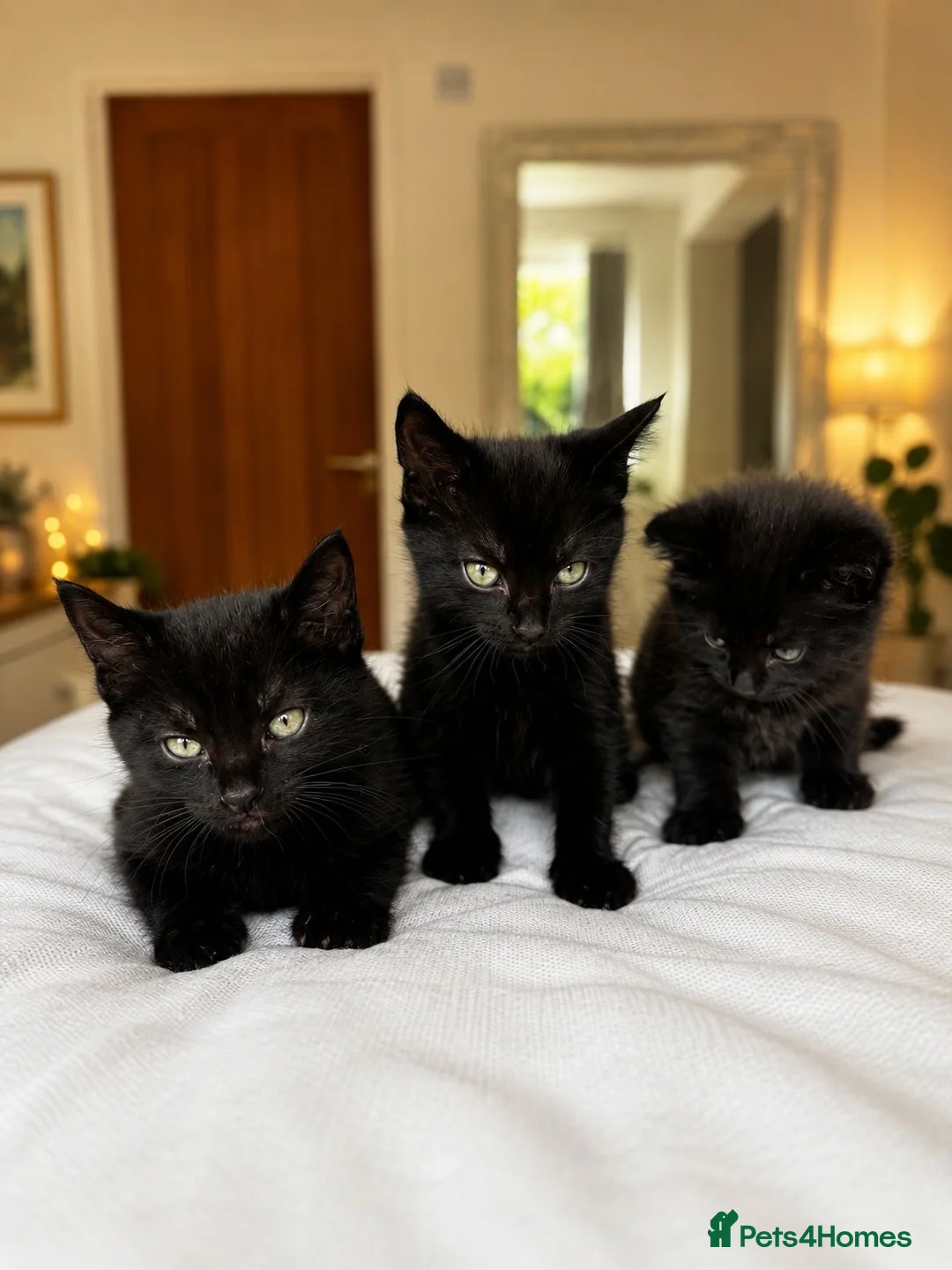 Mixed Breed cats for sale: Beautiful black kittens looking for a forever home in Haverhill - Advert 3