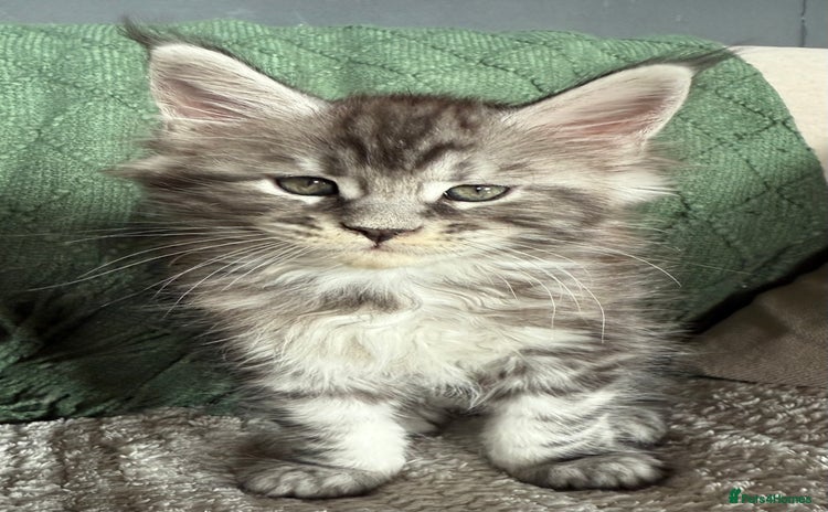 Maine Coon cats - Advert 13
