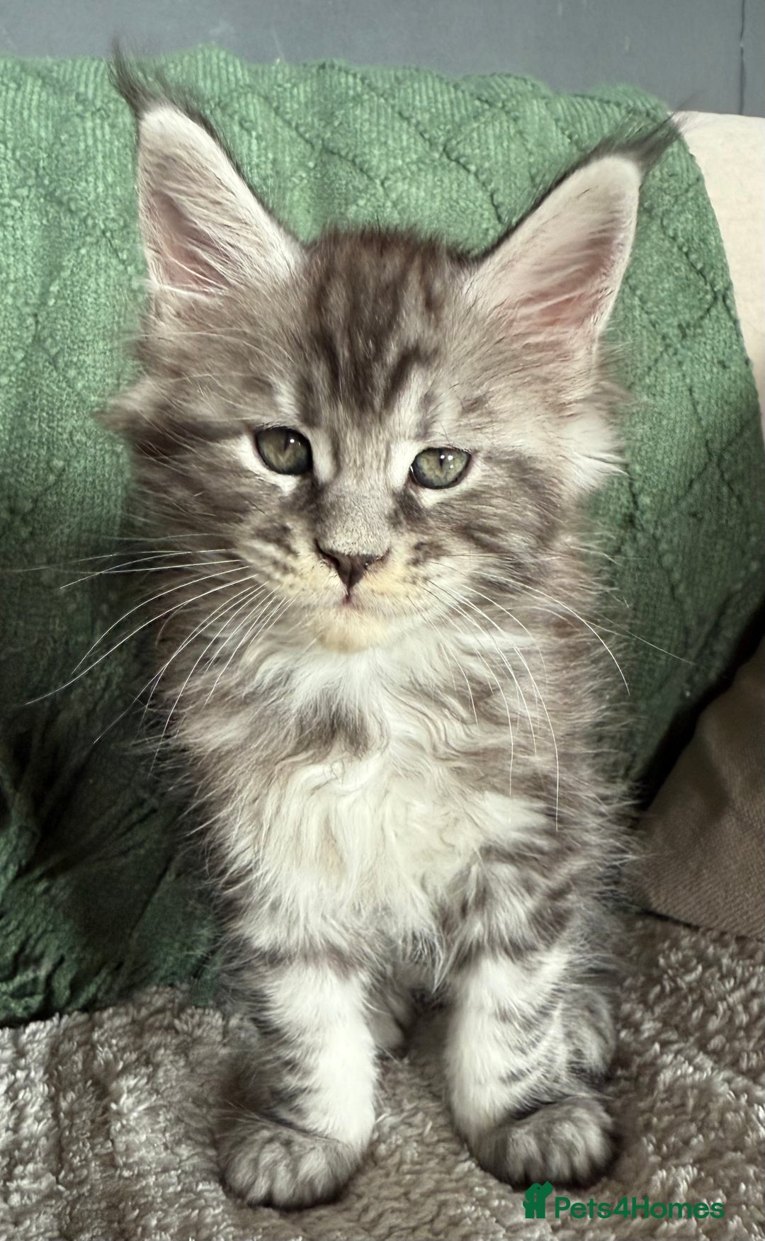 Maine Coon cats for sale: Tica registered Maine Coons from champion lines  - Image 12
