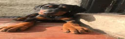 Dobermann dogs for sale: Mr Blue- A truly Free Range Doberman - Advert 5