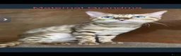 British Shorthair cats for sale:     🐾 Stunning British Shorthair Kittens  🐾  - Advert 8