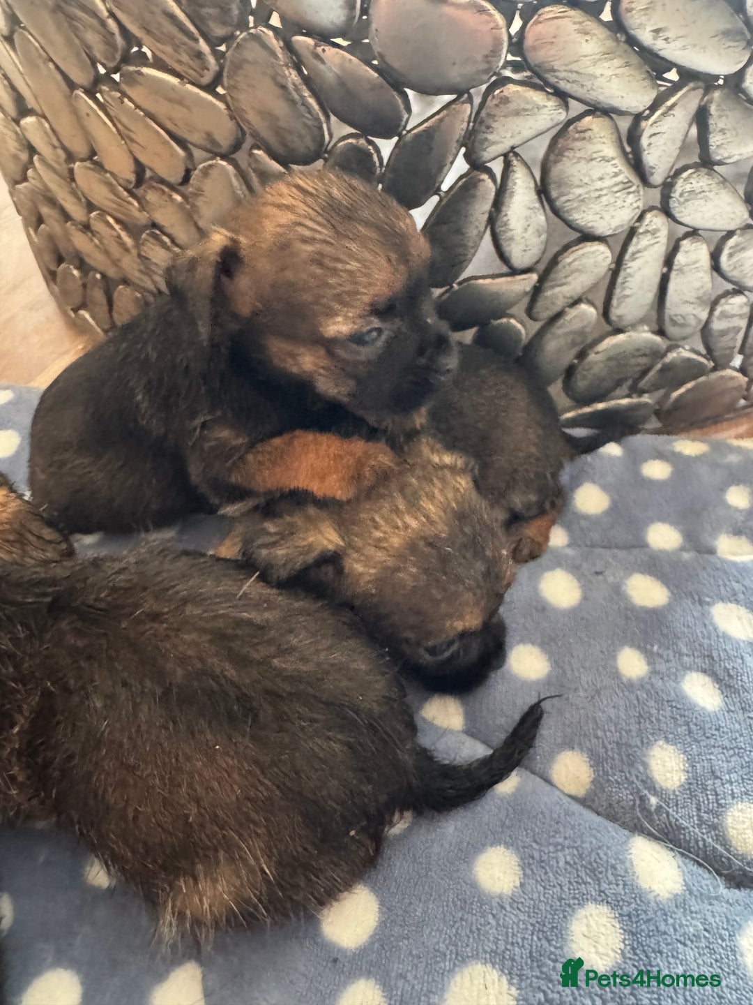 Border Terrier dogs for sale: Beautiful litter of 7 border terrier puppies KC  - Image 5