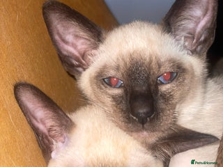 Siamese cats - Advert 7
