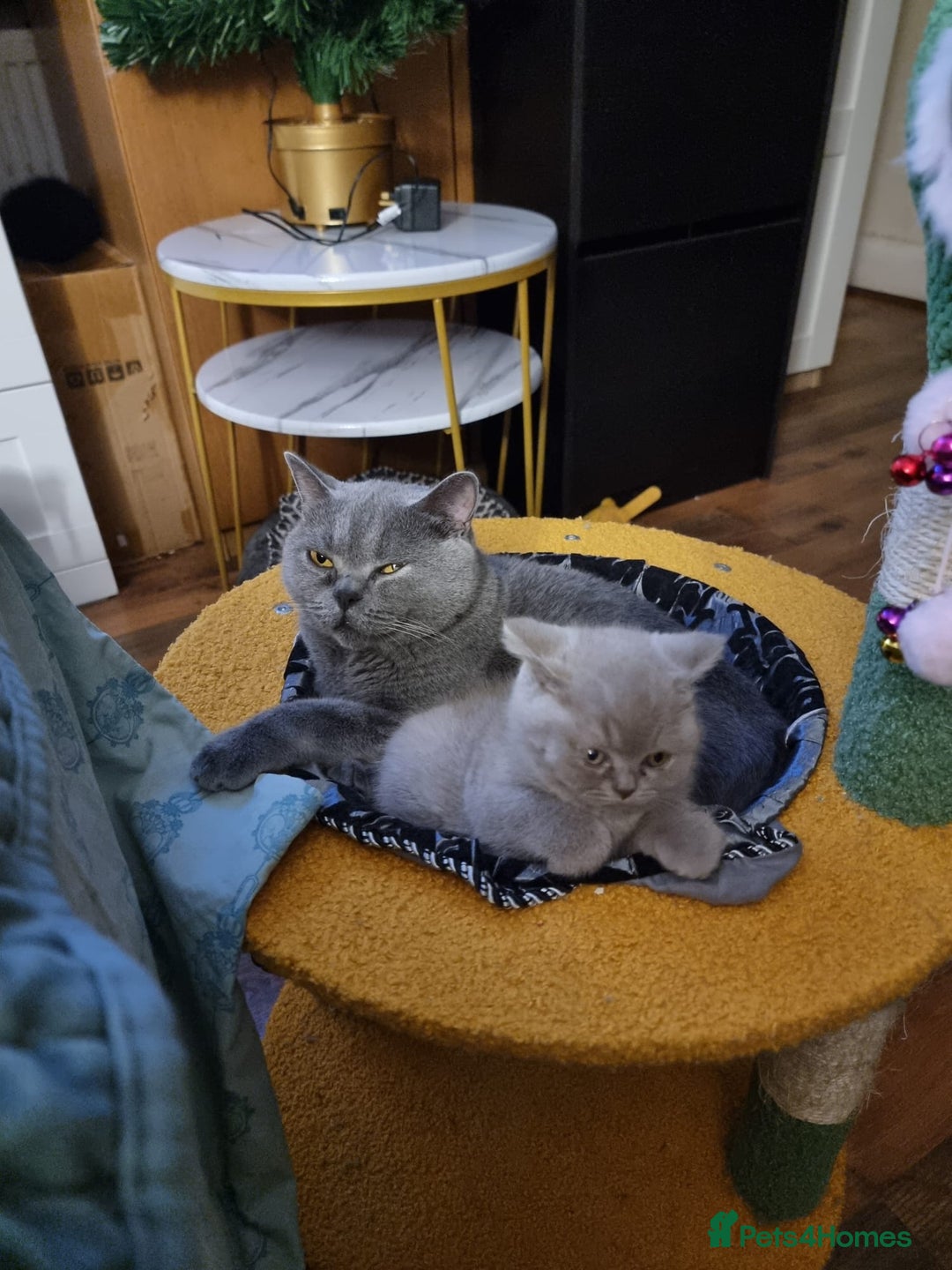 British Shorthair cats for sale: Lilac Blue Female British Shorthair GCCF Pedigree - Advert 11