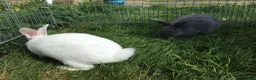 New Zealand rabbits for sale: Last New Zealand Rabbit - Advert 4