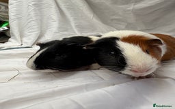 Guinea Pig rodents for sale: Bonded Male Guinea Pigs - Advert 4