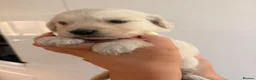 Golden Retriever dogs for sale: Beautiful golden retriever puppies - Advert 26