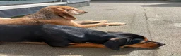 Segugio Italiano dogs for adoption: Loumi (wire-haired Segugio Italiano) in Edinburgh - Advert 10