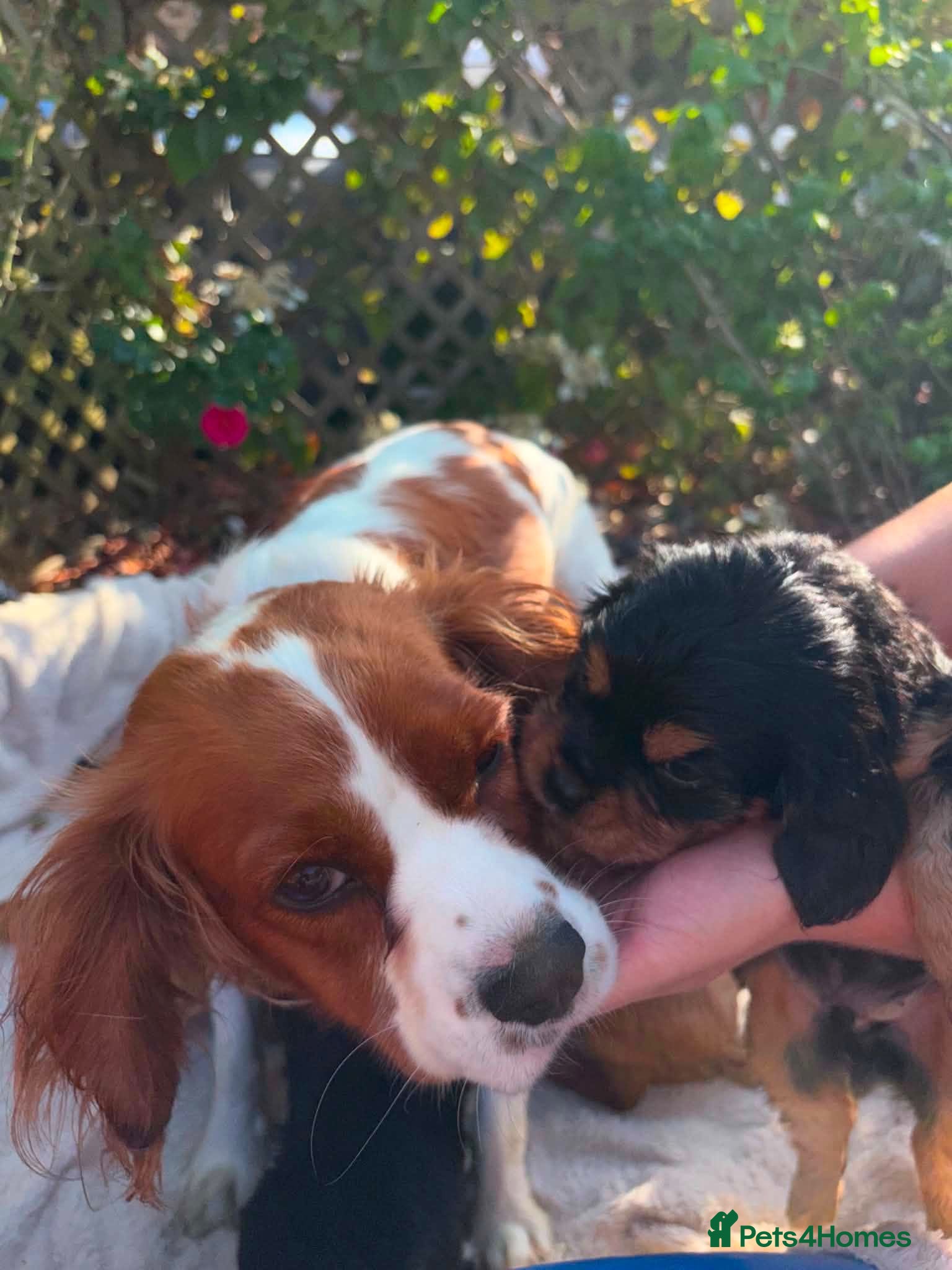 Cavalier King Charles Spaniel dogs  cavalier king charles spaniels  - Advert 1