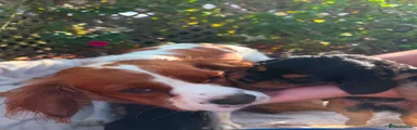 Cavalier King Charles Spaniel 3
