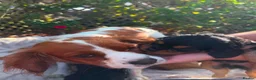 Cavalier King Charles Spaniel dogs for sale:  cavalier king charles spaniels  - Advert 1