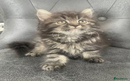 Mixed Breed cats for sale: Cute kittens for sale  - Image 5