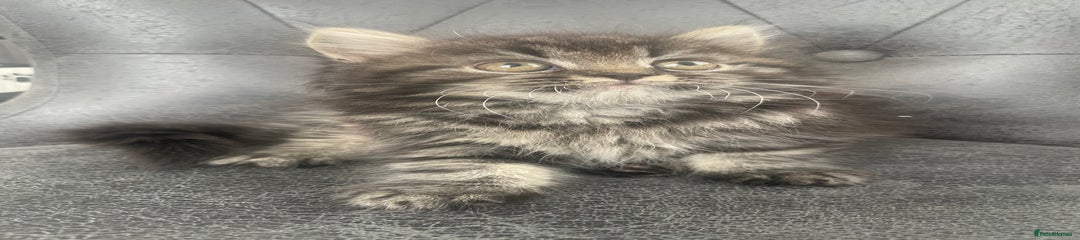 Mixed Breed Kitten 3