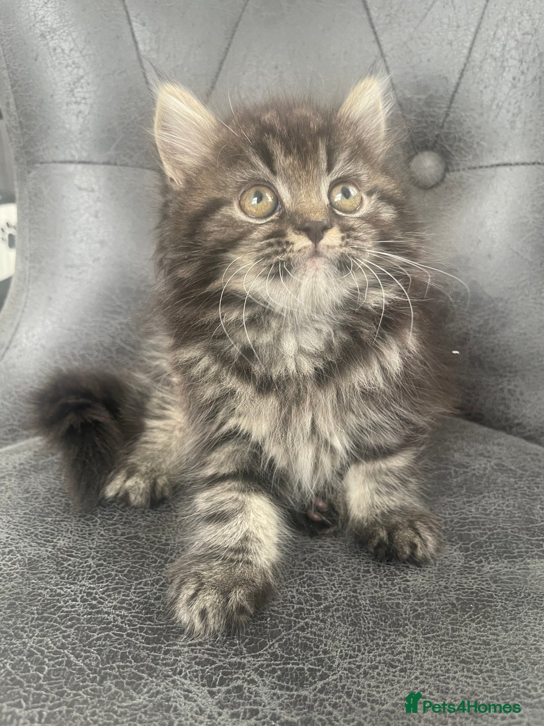 Mixed Breed cats for sale: Cute kittens for sale  - Image 5