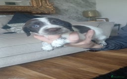 Sprocker dogs for sale: Beautiful litter of sprocker puppies - Image 15