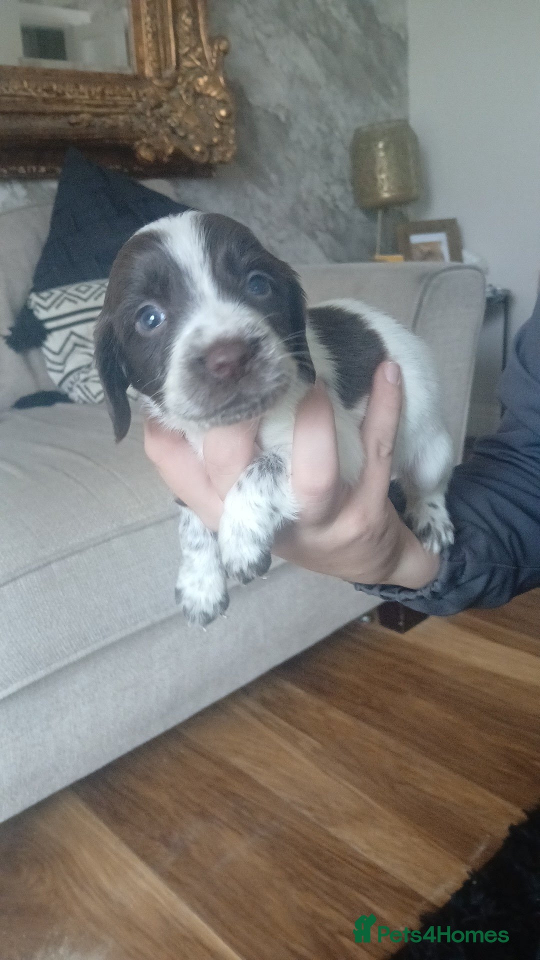 Sprocker dogs for sale: Beautiful litter of sprocker puppies - Image 15