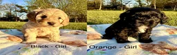 Cavapoo dogs for sale: Last Girl ❤️🐾 Ready to leave! - Advert 10
