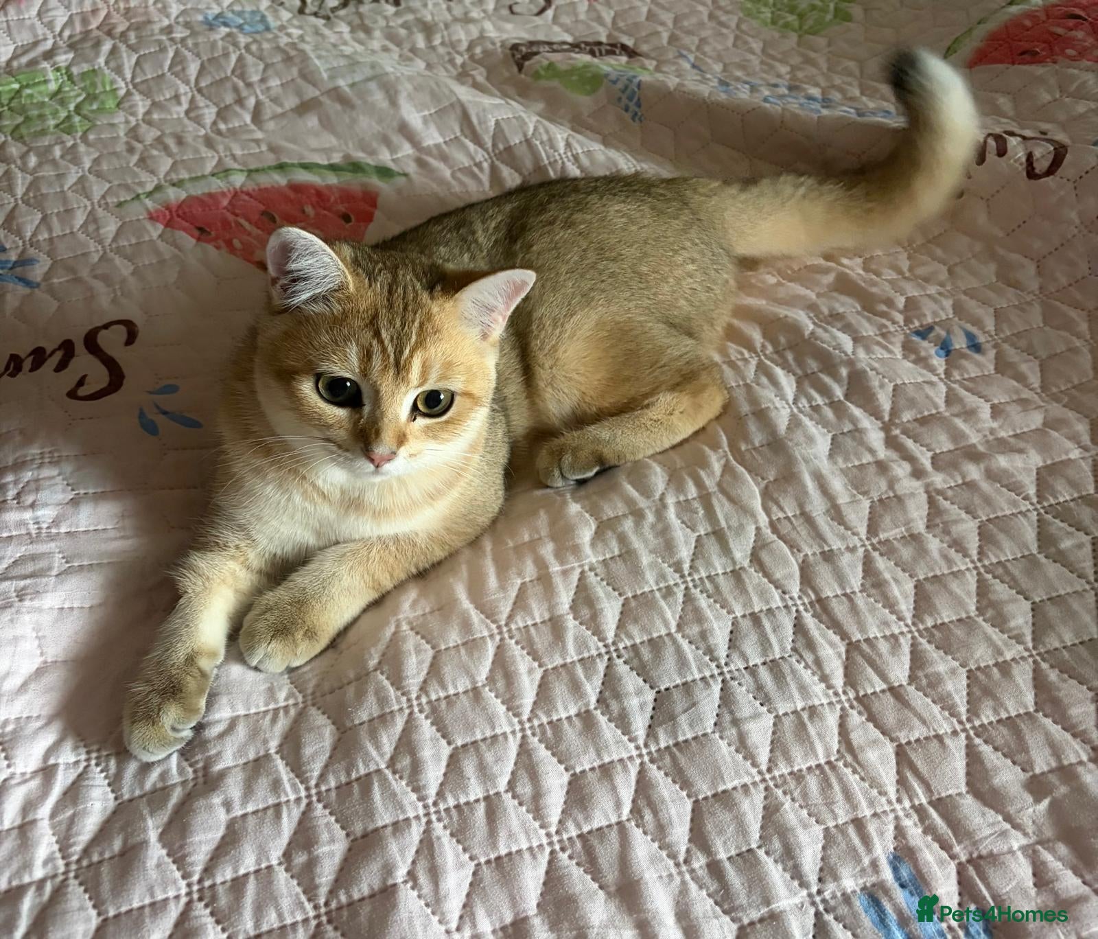 British Shorthair cats GCCF registered Golden boy - Advert 2