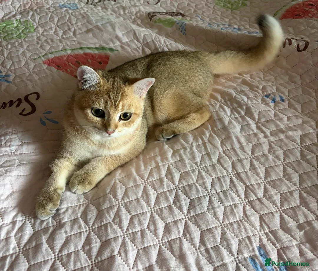British Shorthair cats for sale: GCCF registered Golden boy - Advert 2