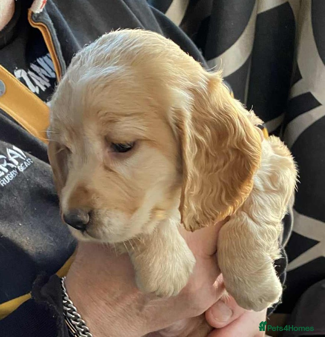 Cocker Spaniel dogs for sale: Amazing Chunky Working Cocker spaniel Puppies - Image 16