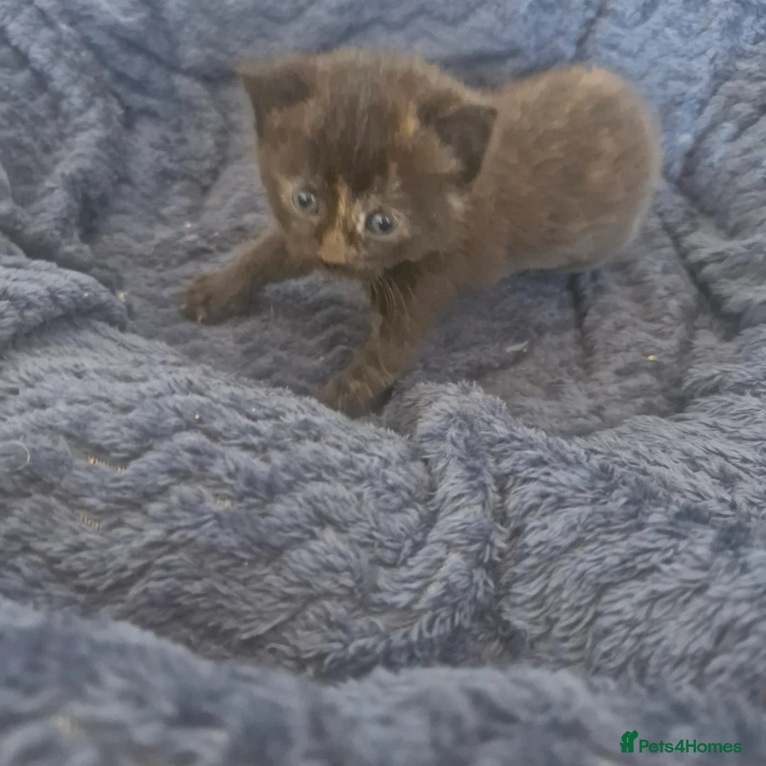 Mixed Breed cats for sale: 1 kitten  in Caerphilly - Advert 4