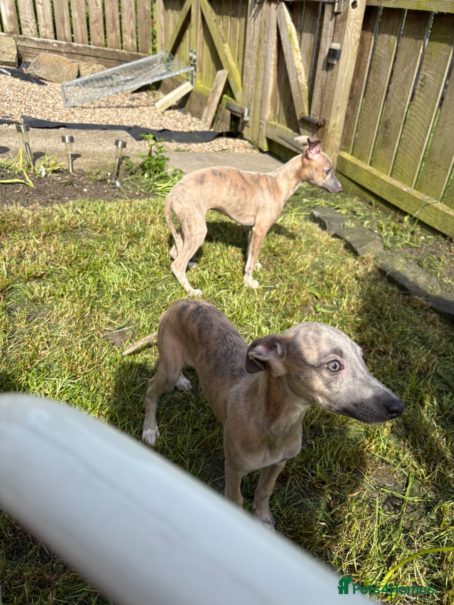 Whippet dogs KC reg Whippet pups fully inoculated ready now! - Advert 9