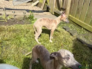 Whippet dogs KC reg Whippet pups fully inoculated ready now! - Advert 5