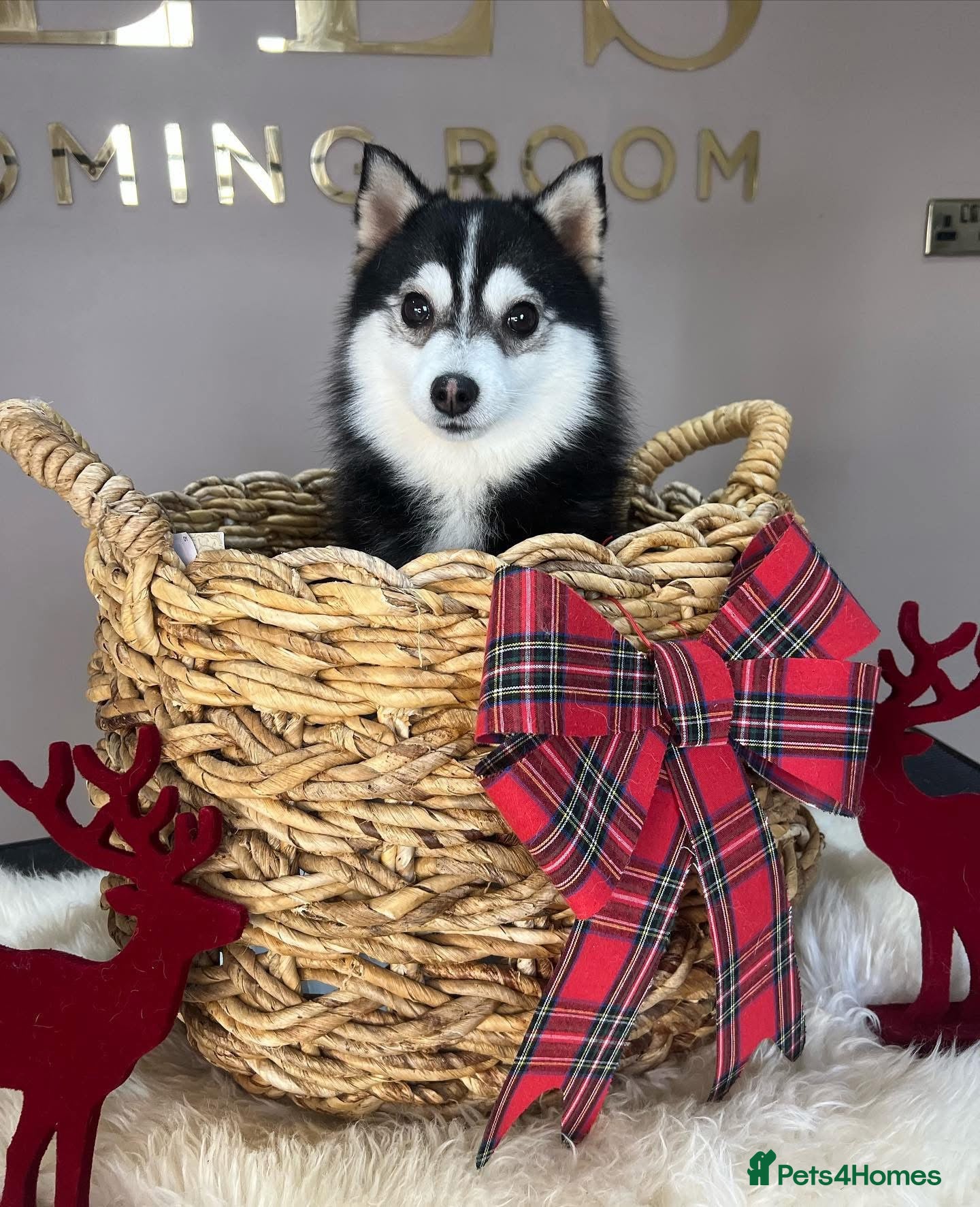 Pomsky dogs Pingu Jnr Stunning Husky marked Toy Pomsky Stud  in Romford - Advert 5