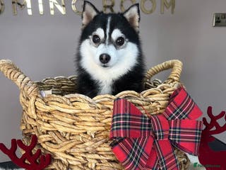 Pomsky dogs Pingu Jnr Stunning Husky marked Toy Pomsky Stud in Romford - Advert 1