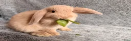 Mini Lop rabbits for sale: Adorable 8-Week-Old Baby Rabbits for Sale 🐰 - Advert 20