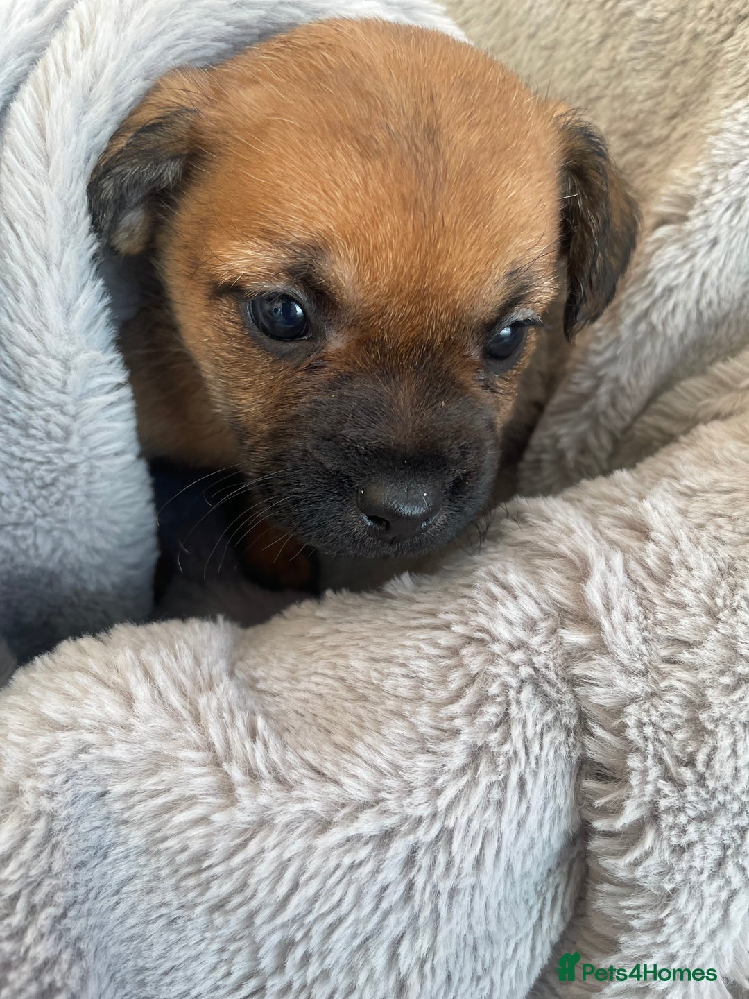 Mixed Breed dogs for sale: Adorable Frenchie-Poodle  **  Pups for Sale! - Advert 5