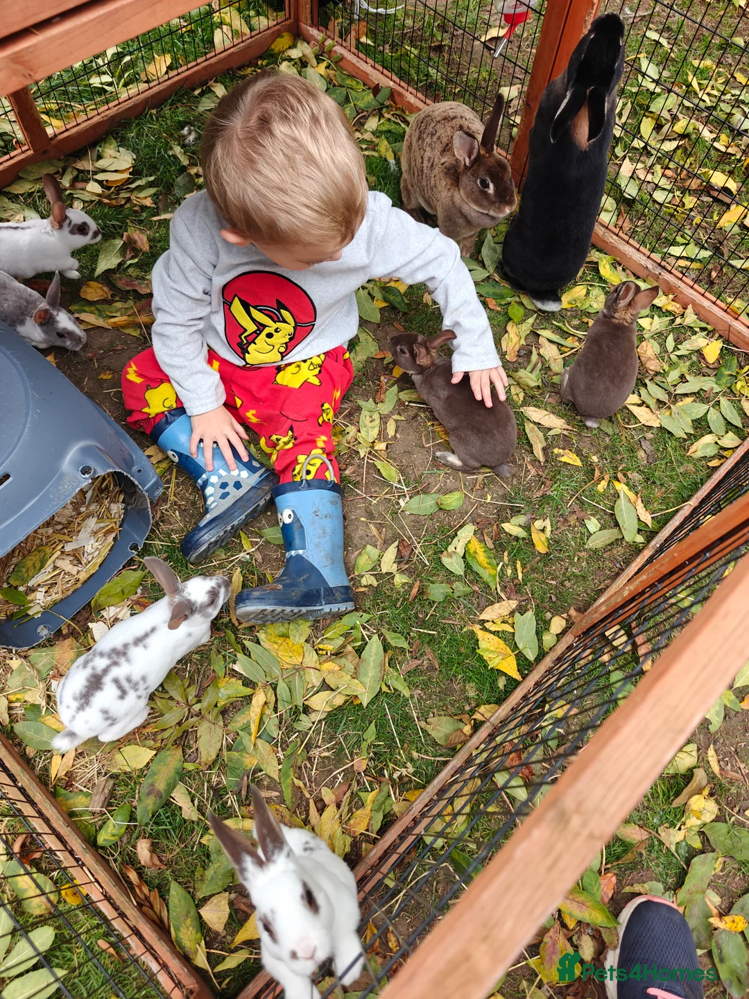 Rex rabbits for sale: Mini Rex Does - Advert 20