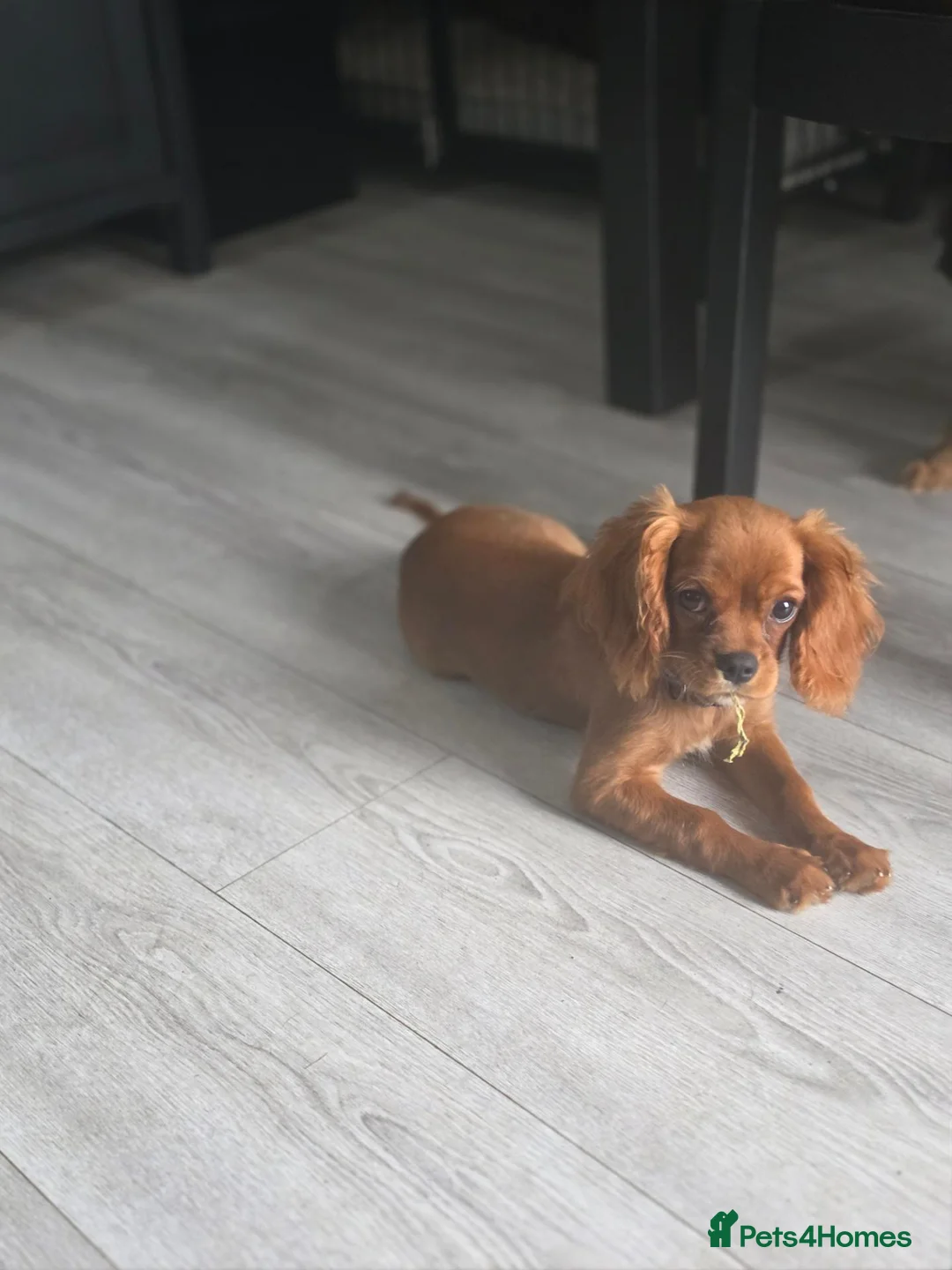 Cavalier King Charles Spaniel dogs for sale: Lovely little boy kc cavalier puppy  - Advert 5