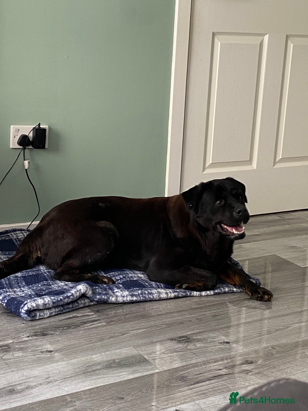 Rottweiler dogs for sale: Sasha.  - Image 3