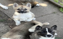 Akita dogs for sale: Ready Now! American Akita Puppies in Liverpool - Image 12