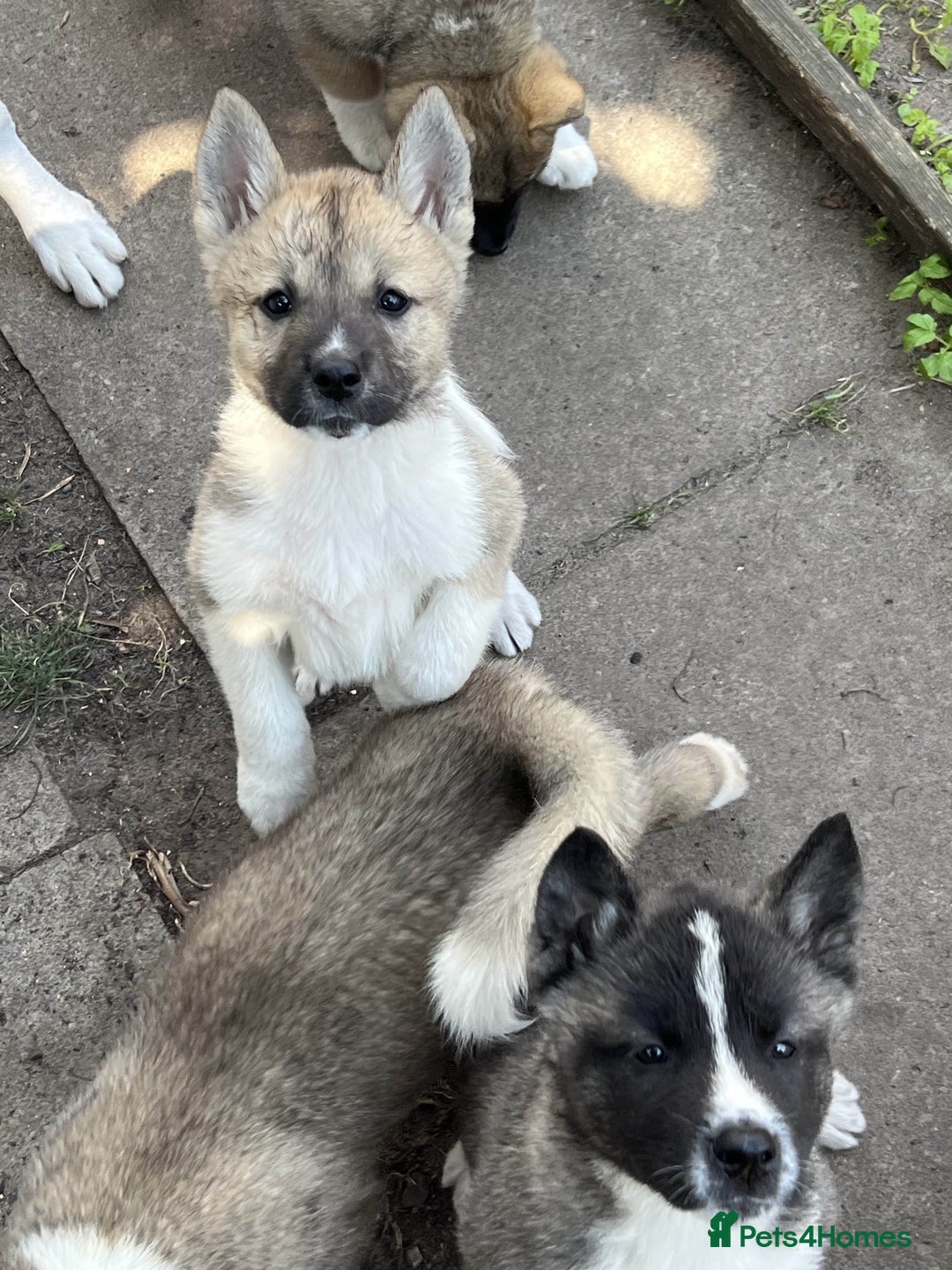 Akita dogs for sale: Ready Now! American Akita Puppies in Liverpool - Image 12