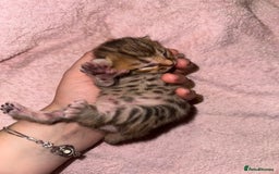 Bengal cats for sale: Stunning bengal x bsh kittens  - Advert 13