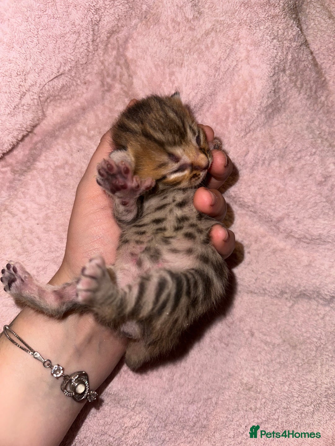Bengal cats for sale: Stunning bengal x bsh kittens  - Advert 13